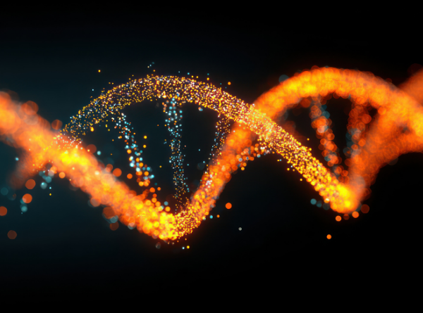 Somon DNA